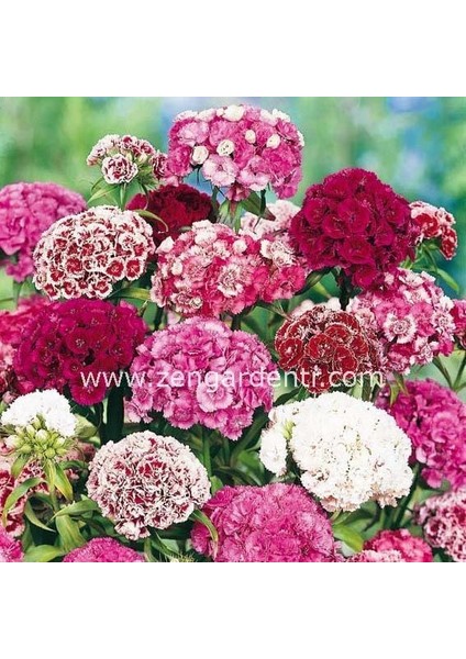 Kokulu Karanfil Tohumu Katmerli Dianthus Barbadus Karışık Renkler