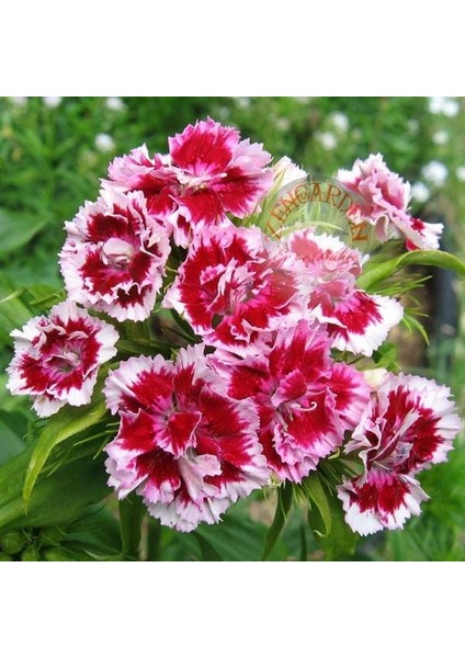 Kokulu Karanfil Tohumu Katmerli Dianthus Barbadus Karışık Renkler