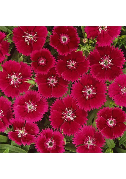 Kokulu Kırmızı Karanfil Tohumu Dianthus