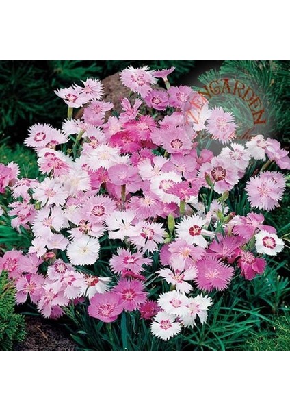 Karanfil Tohumu Dianthus Plumaris