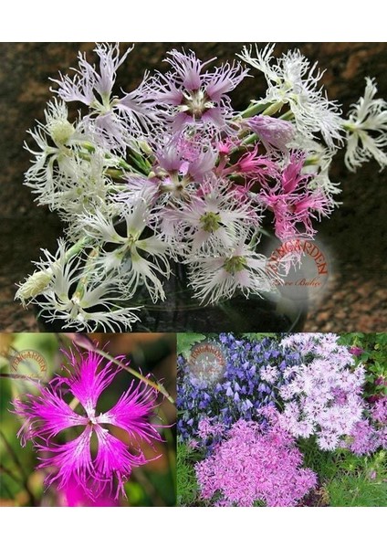 Dantel Karanfil Tohumu Karışımı Dianthus Rainbow Loveliness