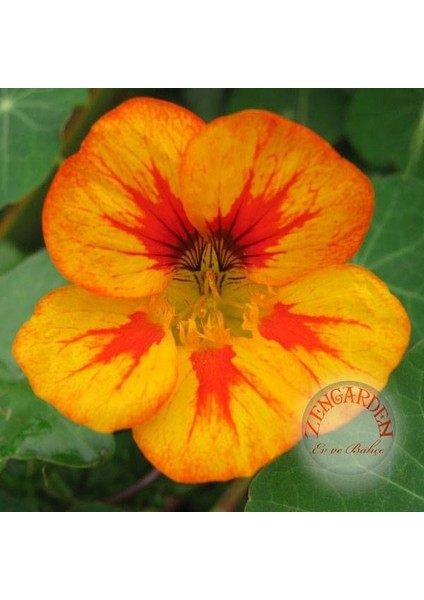 Tropaeolum Tohumu Kırmızı Sarı Turuncu Latin Çiçeği Tohumu