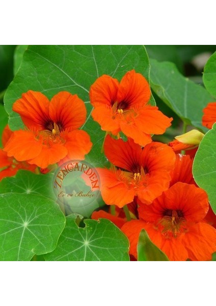 Tropaeolum Tohumu Kırmızı Sarı Turuncu Latin Çiçeği Tohumu fırsatları