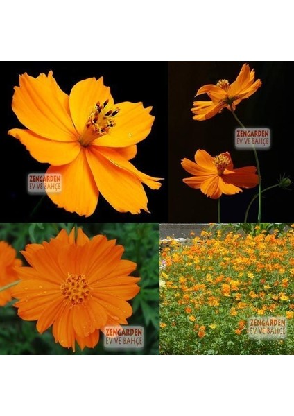 Turuncu Kozmos Tohumu Cosmos Sulphureus