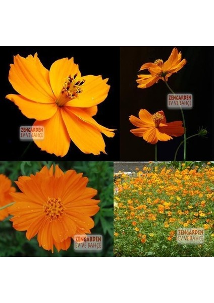 Turuncu Kozmos Tohumu Cosmos Sulphureus