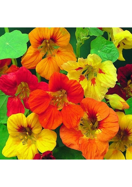 Sarkan Latin Çiçeği Tohumu Dervişkuşu Varyetesi Nasturtium fırsatları