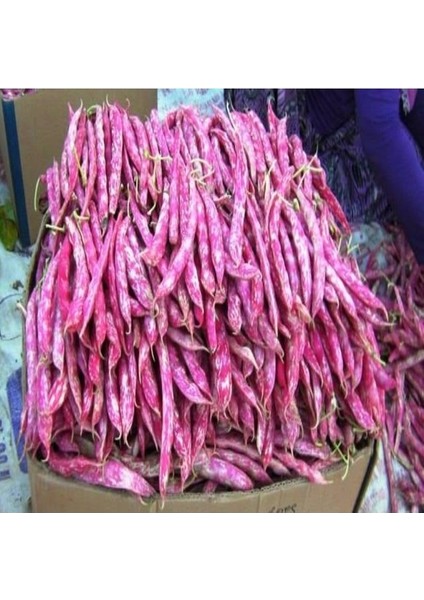 300 Adet Tohum Sırık Barbunya Tohumu Barbunya Fasülye Tohum Ata