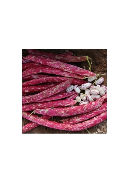 150 Adet Tohum Sırık Barbunya Tohumu Barbunya Fasülye Tohumu