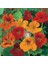 Bodur Latin Çiçeği Tohumu Karışımı Tom Thumb Mix Nasturtium Majus 1