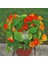 Bodur Latin Çiçeği Tohumu Karışımı Tom Thumb Mix Nasturtium Majus 2