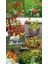 Bodur Latin Çiçeği Tohumu Karışımı Tom Thumb Mix Nasturtium Majus 3