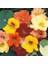 Latin Çiçeği Tohumu Alaska Karışımı Nasturtium Majus 1