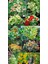 Latin Çiçeği Tohumu Alaska Karışımı Nasturtium Majus 3