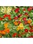 Latin Çiçeği Tohumu Alaska Karışımı Nasturtium Majus 4