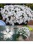 Kokulu Dantel Karanfil Tohumu Dianthus Arenarius 2