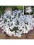 Kokulu Dantel Karanfil Tohumu Dianthus Arenarius 4