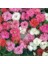 Bodur Karanfil Tohumu Katmerli Yayılıcı ve Kokulu Dianthus Plumaris 1