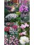 Bodur Karanfil Tohumu Katmerli Yayılıcı ve Kokulu Dianthus Plumaris 2