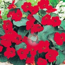 Zengarden Latin Çiçeği Tohumu Princess Of India Tropaeolum Majus