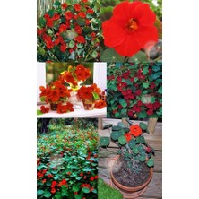 Zengarden Latin Çiçeği Tohumu Princess Of India Tropaeolum Majus