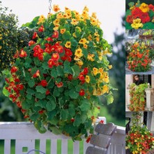 Zengarden Sarkan Katmerli Latin Çiçeği Tohumu Gleam Mix Tropaeolum Majus