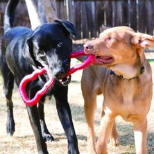 Alisopping Kong Köpek Tut-Çek Oyuncak 33 cm