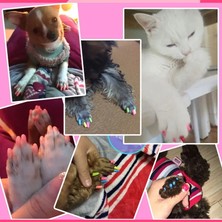 Hanyang Gül L Renkli Kedi/köpek 20 Adet Silikon Yumuşak Kedi Tırnak Kapakları/kedi Pençe Pençesi/evcil Hayvan Tırnak su/kedi Tırnak Kapağı  Tutkal ile Evcil Hayvanlar (Yurt Dışından)