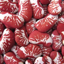 Zengarden Çilli Lima Fasulyesi Tohumu Christmas Lima Bean Seeds