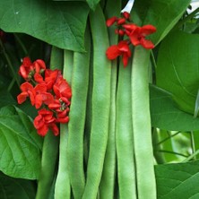 Zengarden Firestorm Sırık Fasulye Tohumu Kırmızı Çiçekli