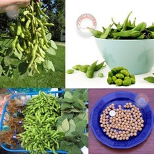 Zengarden Edamame Fasulye Tohumu Besweet