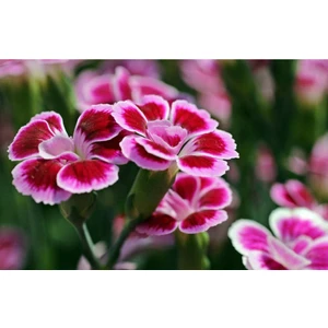 Köy Tohumları 10 Adet Tohum Hobi Bahçe Balkon Çiçeği Sıklamen Çiçeği Tohumu Saksı Toprak