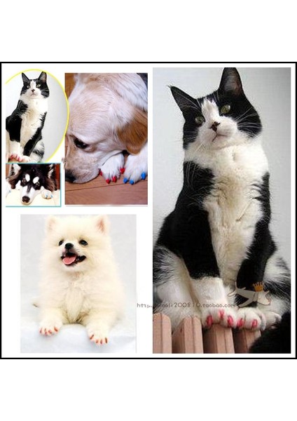 Sarı Xxl 20 Adet Silikon Yumuşak Kedi Tırnak Xs-Xxl Kapaklar Kedi Tırnak Kapakları Pet Pençe Paws Kapaklar Yapıştırıcı Tutkal Hayvan Koruma (Yurt Dışından)