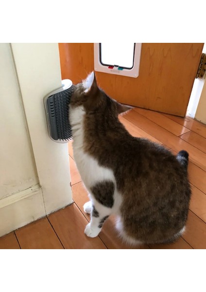 Siyah Kedi Kendini Damat Fırçası Pet Bakım Malzemeleri Epilasyon Tarak Kedi Köpek Saç Dökülme Kırpma Kedi Masaj Cihazı ile Catnip (Yurt Dışından) indirimleri