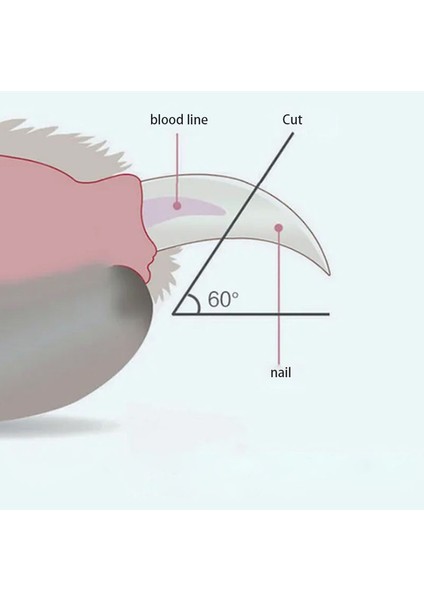 Beyaz Pet Malzemeleri Paslanmaz Çelik Köpek Bakım Köpek Tırnak Makası Kedi Makas Kediler Için Temizleme Giyotin Clipper Hayvanlar Için (Yurt Dışından)