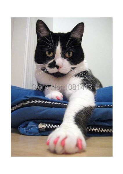 Altın Parıltılı Xs 20 Adet/grup Yumuşak Kedi Silikon Tırnak Kapakları Yumuşak Kedi Paw Pet Tırnak Koruyucu Yapışkan Tutkal ve Aplikatör ile Boyutu Xs S M L (Yurt Dışından) modelleri