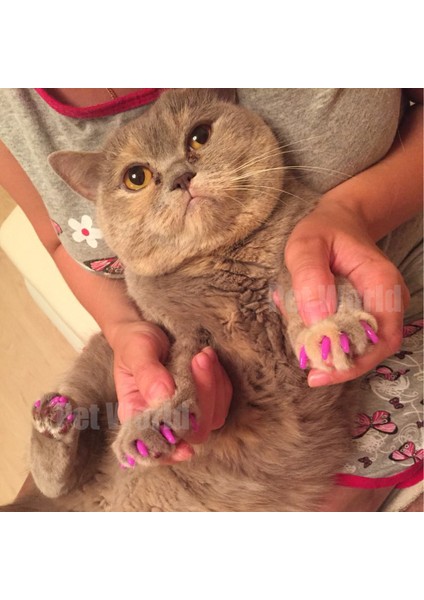 Sarı L 20 Adet Yumuşak Kedi Silikon Tırnak Kapakları / Kedi Tırnak Kapağı / Kedi Pençeleri / Yapışkan Tutkal ve Aplikatör ile Evcil Hayvan Tırnak Koruyucusu Boyut Xs S M L (Yurt Dışından) fırsatları