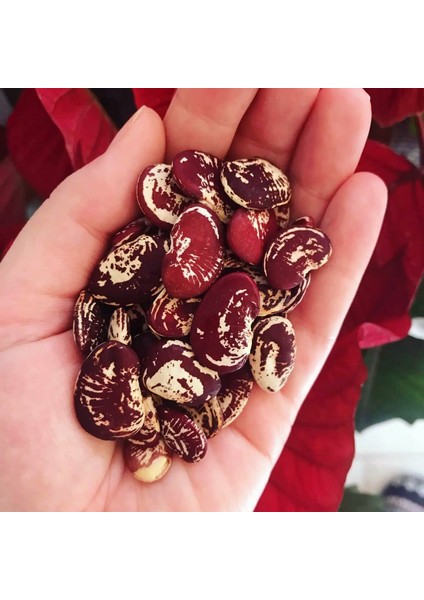 Çilli Lima Fasulyesi Tohumu Christmas Lima Bean Seeds