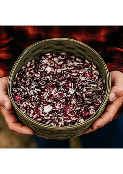 Çilli Lima Fasulyesi Tohumu Christmas Lima Bean Seeds