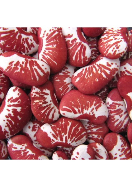 Çilli Lima Fasulyesi Tohumu Christmas Lima Bean Seeds