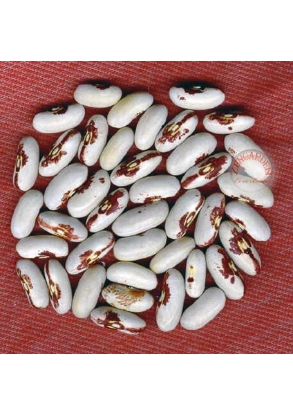 Asker Fasulye Tohumu Soldier Bean