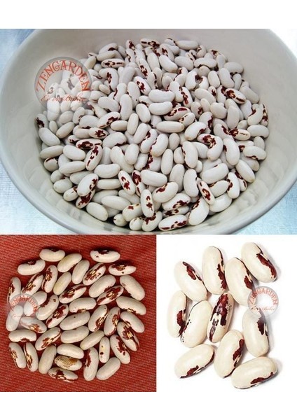 Asker Fasulye Tohumu Soldier Bean fiyatları