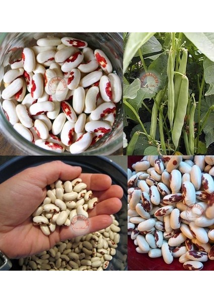 Asker Fasulye Tohumu Soldier Bean modelleri