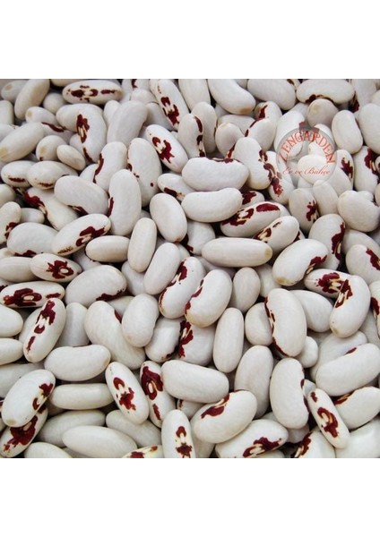 Asker Fasulye Tohumu Soldier Bean fırsatları