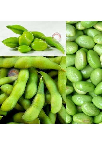 Edamame Fasulye Tohumu Besweet