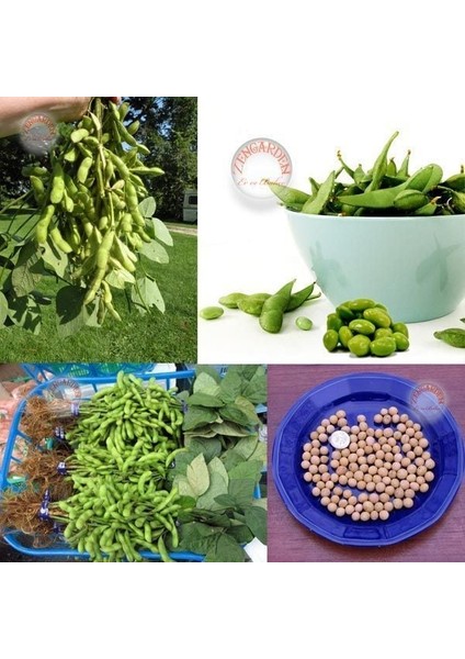 Edamame Fasulye Tohumu Besweet