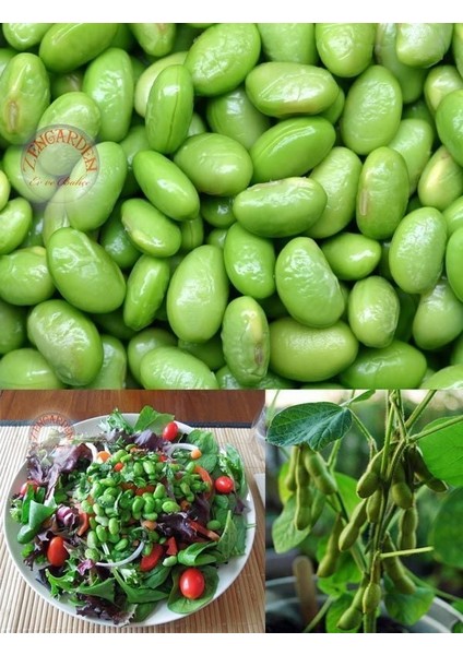 Edamame Fasulye Tohumu Besweet