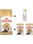 Persian Yetişkin Kedi Maması 2 kg +2 Adet Rc Yaş Mama 85GR +20 gr Gimcat Malt 1