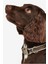 Reflective Tartan Köpek Tasması TN11 Classic Tartan 4