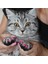 Mavi M-Cat Yumuşak Kedi Tırnak Kapakları Köpek Paw Tırnak Koruyucu Pençe Kap Yavru Tırnak Kapak Pet Paws Ücretsiz Yapışkanlı Tutkal ile Caps Kedi Bakım Malzemeleri (Yurt Dışından) 4