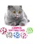 Derin Pembe M 20 Adet Silikon Yumuşak Kedi Tırnak Kapağı Kedi Paw Pençe Evcil Hayvan Tırnak Koruyucusu Kedi Tırnak Kapak Evcil Hayvan Tırnak Koruyucusu Yavru Kedi Evcil Hayvan Ürünleri (Yurt Dışından) 4